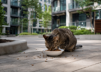 ALIMENTAR GATOS NAS ÁREAS COMUNS PODE GERAR INDENIZAÇÃO? TJDFT MANTÉM CONDENAÇÃO EM CASO DE DANOS A VIZINHOS